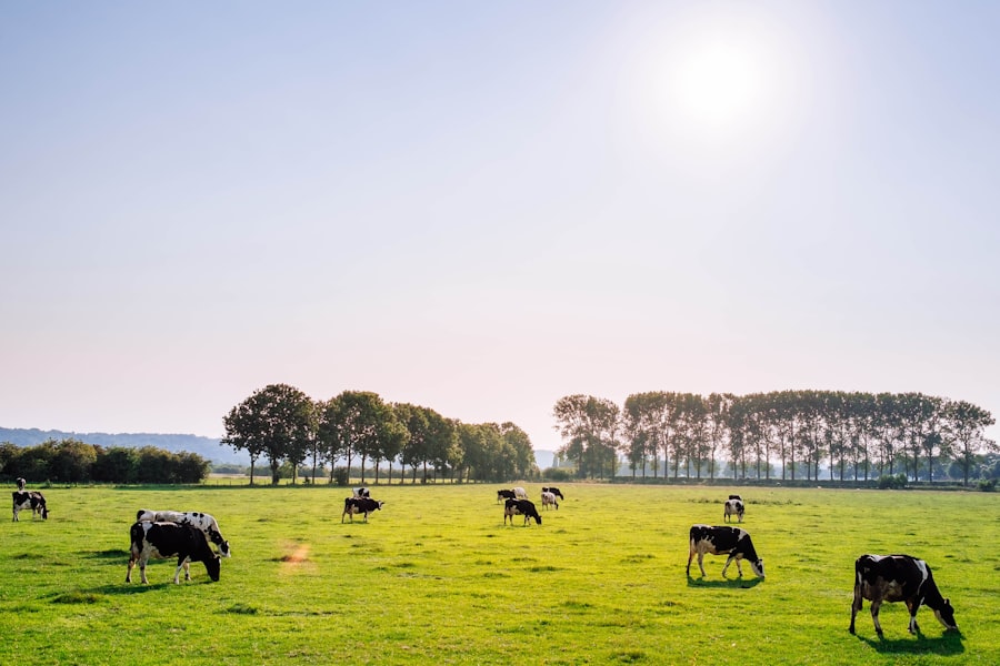 Dairy Development