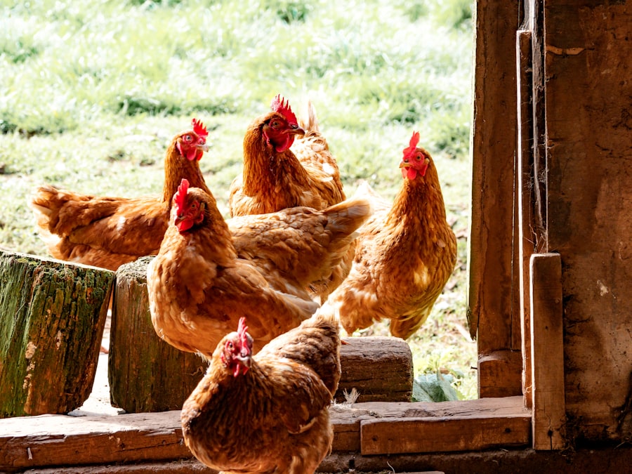 Poultry Production