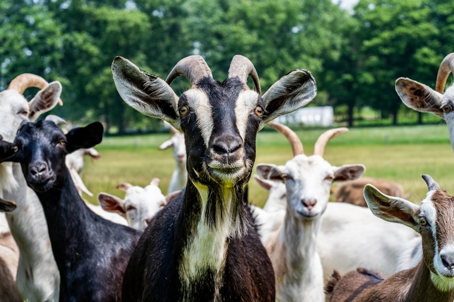 Small Ruminants
